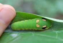 A Biologia em Pokémon – Caterpie